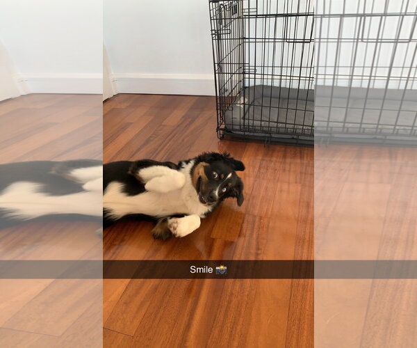 Medium Photo #4 Australian Shepherd Puppy For Sale in Tenafly, NJ, USA