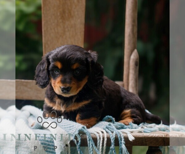 Medium Photo #3 Dachshund Puppy For Sale in EAST EARL, PA, USA