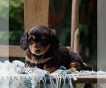 Small #2 Dachshund