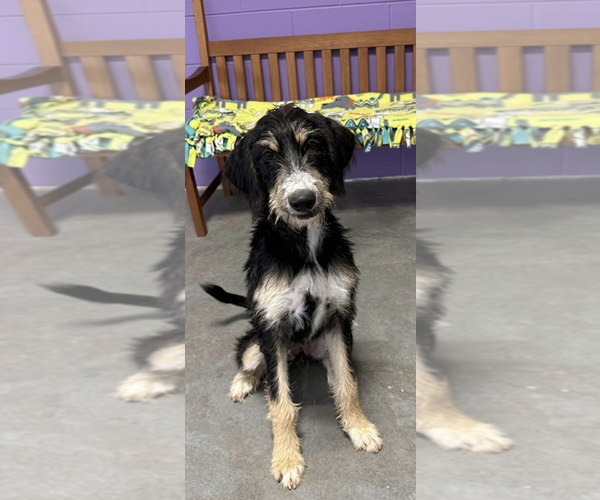 Medium Photo #2 Bernese Mountain Dog-Unknown Mix Puppy For Sale in Genesee, WI, USA