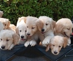 Small Photo #18 Golden Retriever Puppy For Sale in CITRUS HEIGHTS, CA, USA
