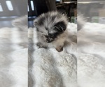 Oreo - Male Pomeranian Puppy for Sale - Photo #6