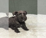 Small Photo #10 Schnauzer (Miniature) Puppy For Sale in FOWLER, CO, USA