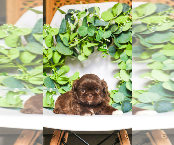 Medium Photo #7 Shih Tzu Puppy For Sale in SYRACUSE, IN, USA