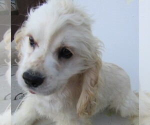 Cocker Spaniel Puppy for sale in OTTAWA HILLS, OH, USA