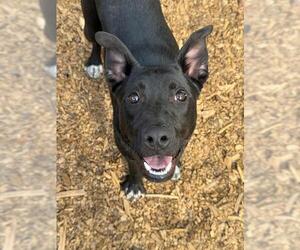 German Shepherd Dog-Unknown Mix Dogs for adoption in South Lake Tahoe, CA, USA
