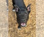 SWATCH - Male German Shepherd Dog-Unknown Mix Dog for Adoption - Small photo