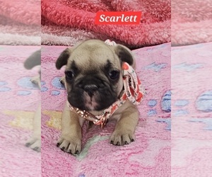 French Bulldog Puppy for sale in SIKESTON, MO, USA