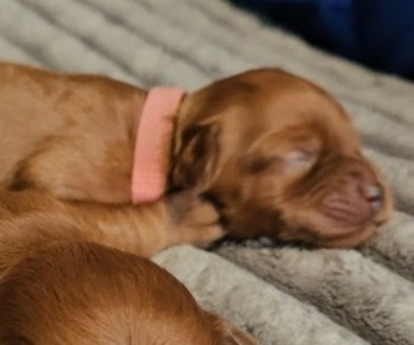 Medium Photo #2 Golden Retriever-Poodle (Toy) Mix Puppy For Sale in TOPEKA, KS, USA