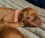 Small #1 Golden Retriever-Poodle (Toy) Mix