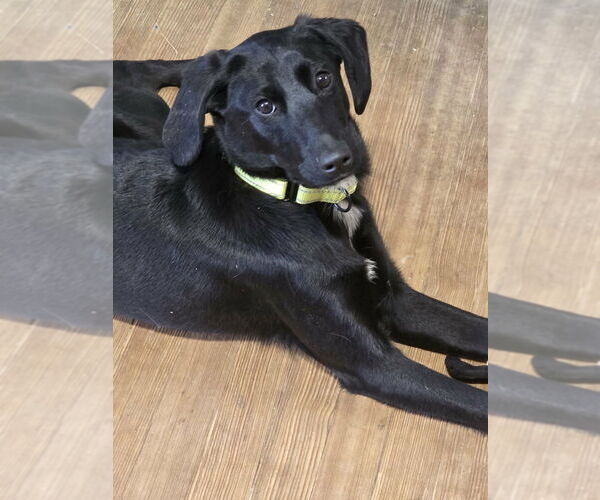 Medium Photo #1 Colonial Cocker Spaniel-Unknown Mix Puppy For Sale in Boston, MA, USA