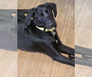 Colonial Cocker Spaniel-Unknown Mix Dogs for adoption in Boston, MA, USA