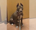 Paige - Female Mutt Dog for Adoption - Small photo