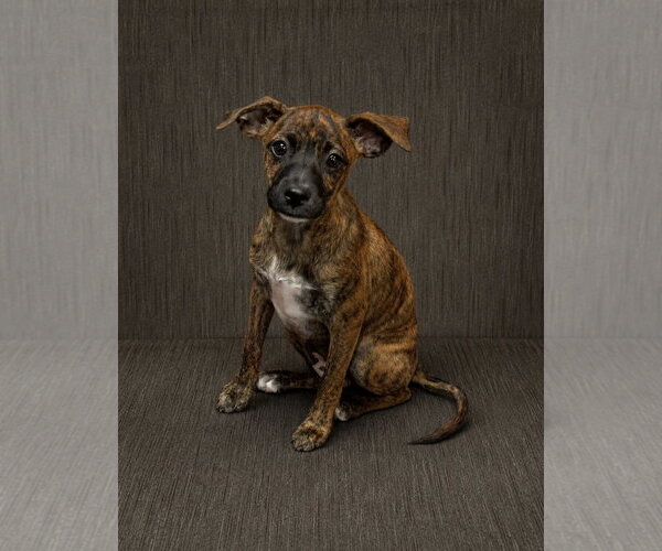 Medium Photo #1 Mutt Puppy For Sale in Morganville, NJ, USA