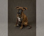 Small Mutt