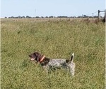 Small Photo #1 German Shorthaired Pointer Puppy For Sale in NEWPORT, NE, USA