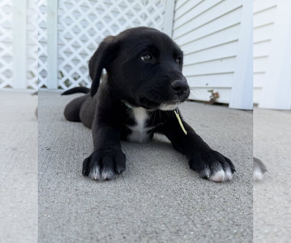 Medium Photo #3 Labrador Retriever-Unknown Mix Puppy For Sale in Aurora, IN, USA