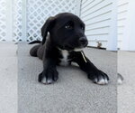 Small #2 Labrador Retriever Mix