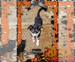 Small Huskies  Mix