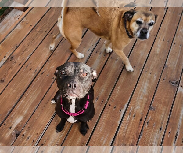 Medium Photo #3 American Pit Bull Terrier-Unknown Mix Puppy For Sale in Sandy, UT, USA