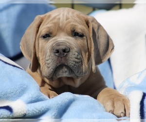 Cane Corso Litter for sale in RAEFORD, NC, USA