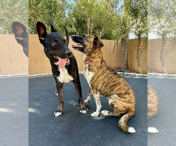 Medium Photo #6 Australian Kelpie-Australian Shepherd Mix Puppy For Sale in Cave Creek, AZ, USA