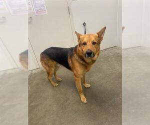German Shepherd Dog Dogs for adoption in Rosenberg, TX, USA