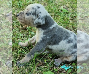 Catahoula Leopard Dog Puppy for sale in MORAN, MI, USA