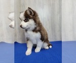 Small #4 Pomsky