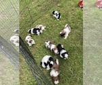 Small Photo #4 Shih Tzu Puppy For Sale in Enderby, British Columbia, Canada
