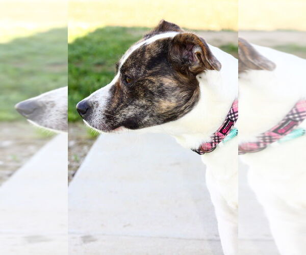Medium Photo #6 American Pit Bull Terrier-Unknown Mix Puppy For Sale in Evansville, IN, USA