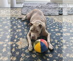 Small #43 American Staffordshire Terrier Mix