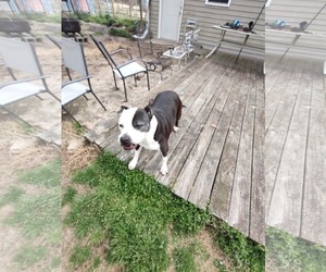American Pit Bull Terrier-Unknown Mix Dogs for adoption in Jackson Township, NJ, USA