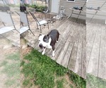 Small American Pit Bull Terrier Mix