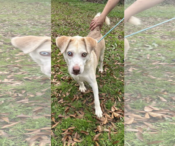 Medium Photo #2 Siberian Husky-Unknown Mix Puppy For Sale in Jackson, MS, USA