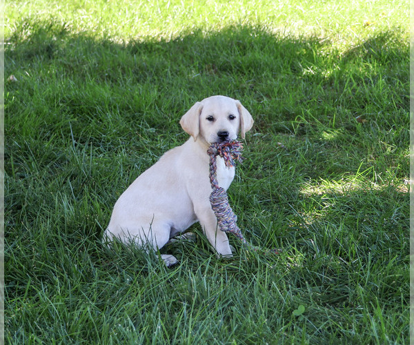 Medium Photo #5 Labrador Retriever Puppy For Sale in SYRACUSE, IN, USA
