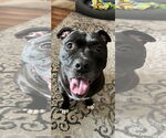 Small #6 Staffordshire Bull Terrier Mix