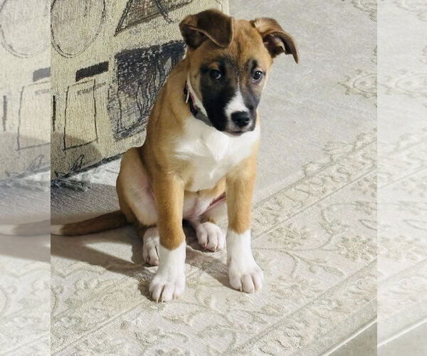 Medium Photo #11 Shepradors Puppy For Sale in Princeton, MN, USA