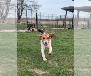 Father of the Beagle puppies born on 04/13/2025