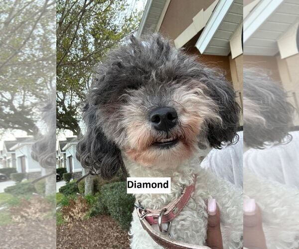 Medium Photo #2 Maltese-Unknown Mix Puppy For Sale in Rootstown, OH, USA