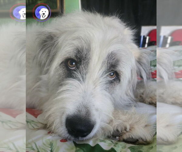 Medium Photo #1 Great Pyrenees Puppy For Sale in Spring, TX, USA