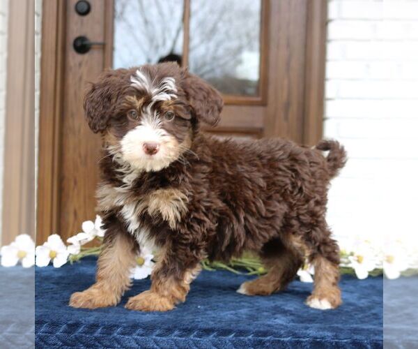 Medium Photo #1 Bernedoodle (Miniature) Puppy For Sale in NARVON, PA, USA