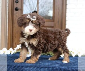 Bernedoodle (Miniature) Puppy for sale in NARVON, PA, USA