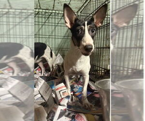 Chihuahua-Unknown Mix Dogs for adoption in Virginia Beach, VA, USA