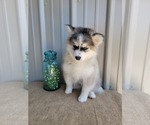 Small Photo #12 Pomsky Puppy For Sale in BELLEVUE, IA, USA