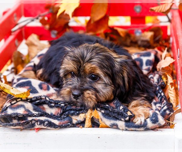 Medium Photo #3 Shorkie Tzu Puppy For Sale in WAKARUSA, IN, USA
