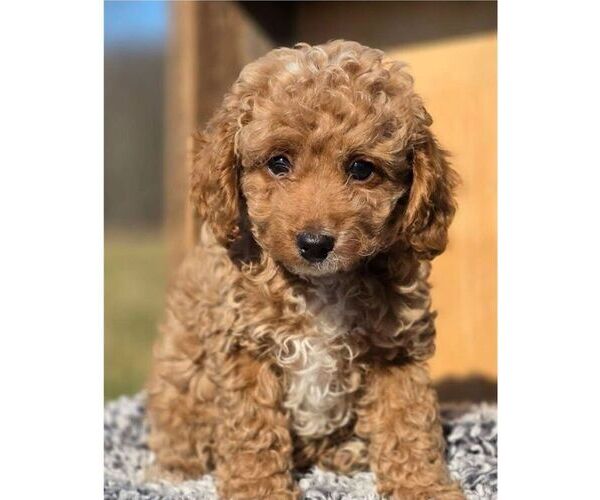Medium Photo #1 Cavapoo (Miniature) Puppy For Sale in MILLERSTOWN, PA, USA