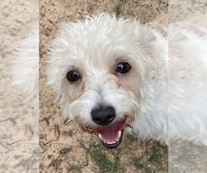 Maltipoo Dogs for adoption in Tomball, TX, USA