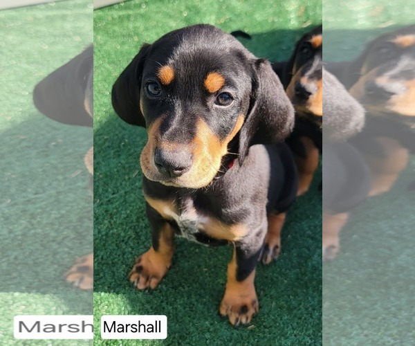 Medium Photo #1 Bluetick Coonhound-Doberman Pinscher Mix Puppy For Sale in Minneaoplis, MN, USA