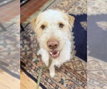 Small Spinone Italiano Mix